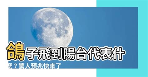 鴿子預兆|鴿子飛到陽台代表什麼意義？